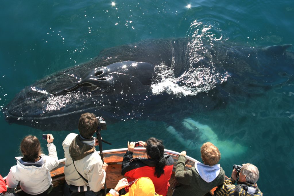 Whale Watching by Cruise